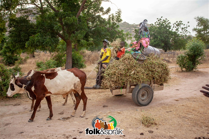 Folk & Språks bibel- och språkarbete